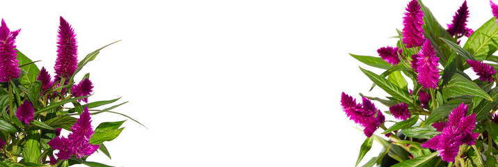 Potted Cockscomb celosia spicata plant isolated on white. Pink flower of celosia spicata is in the family Amaranthaceae, home tropical flower. Banner, Panoranic shoot