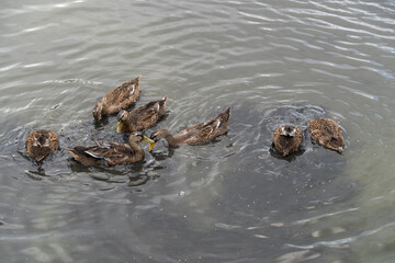 Ducks feed on the pond