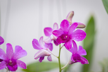 Fototapeta na wymiar Purple orchids have water drops along the petals