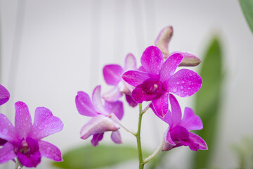 Purple orchids have water drops along the petals