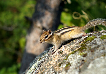 cute Chipmunk sitting on a rock on a green background