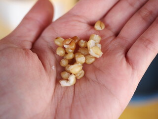 selective focused of cooked organic barley seeds on hand