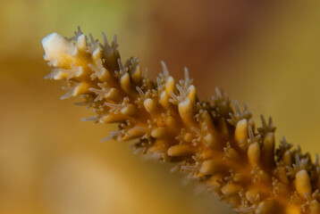 A close up shot of staghorn coral. the image was taken with a macro lens at night to allow the polyps to be seen at the end of each of the structure's tips
