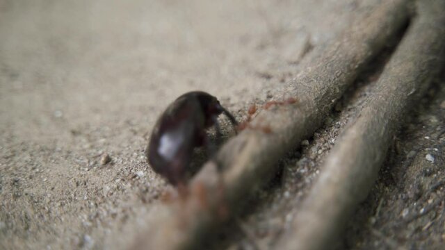 Huge beetle attacked by red ants at Phi Phi Lay Island, Krabi Province 