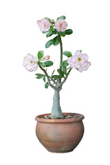White and pink desert rose, mock azalea, pinkbignonia or impala lily flowers bloom in pot isolated on white background included clipping path.