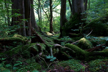 夏の古木と苔とシダに覆われた森の中