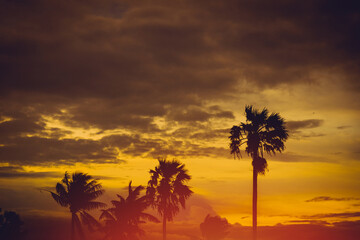 Obraz na płótnie Canvas Coconut trees when the sun sets