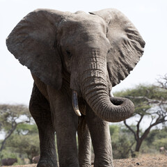 A close up of a large Elephant (Loxodonta africana) in Kenya. Square Composition.