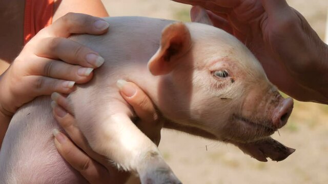 Female hands hold a newborn five-day-old pig, adults and a child gently stroke him in a petting zoo on a pig farm.