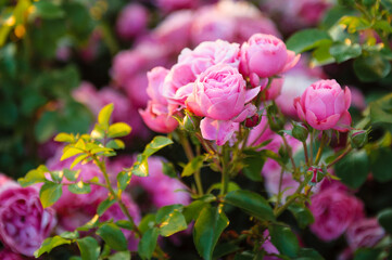 pink roses in garden