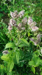 mint branch in the garden