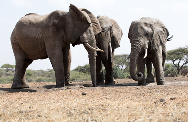 Fototapeta na wymiar A close up of a three large Elephants (Loxodonta africana) in Kenya. 