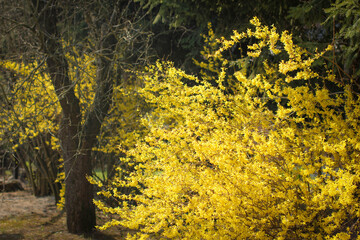 Obraz premium Kazimierz Dolny