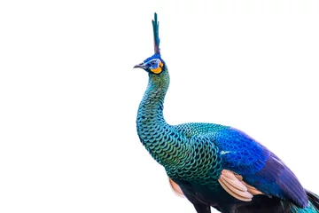 Gordijnen peacock isolated on white background © sunti