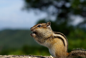 portrait of a Chipmunk with big cheeks against a background of green trees