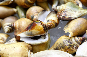 Conch is a common name that is applied to a number of different medium to large-sized shells. 