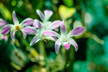 Natural photos: Popularly grown orchids (Viet Nam)