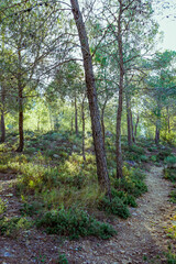 Fototapeta premium Mediterranean pine forest in the Murcia region. Spain