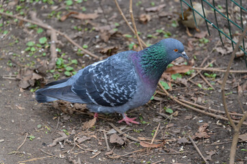 The pigeon walks freely on the path in the Park. Pigeon in the spring outdoors in the Park.