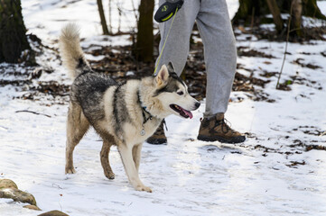 Naklejka premium A man walks with a dog in the winter in the Park. Dog walking in winter.