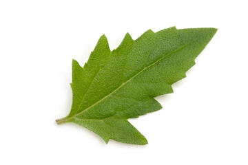 Fototapeta premium Green leaves isolated