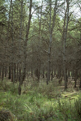 Mediterranean pine forest in the Murcia region. Spain
