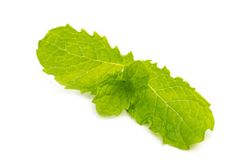 Fresh Mint leaves isolated
