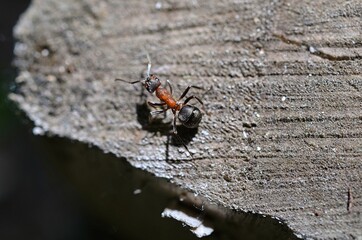 spider on a leaf