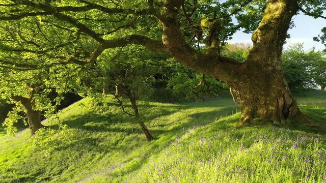 Early morning sunshine on the oak trees and bluebells of Cadbury Castle Iron Age hillfort, Devon, England