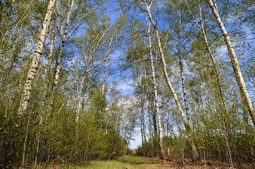 birch trees in the forest