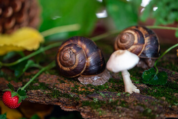 Large snails crawling along the bark of a tree. Burgudian, grape or Roman edible snail from the Helicidae family.