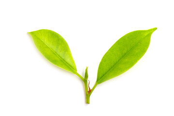 leaves of the Korean banyan