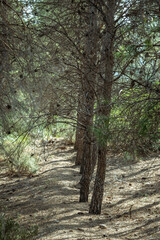 Mediterranean pine forest in the Murcia region. Spain