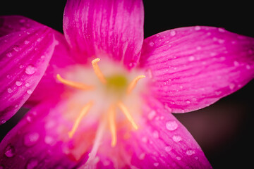 Fototapeta premium Pink zephyranthes grandiflora flower has water drops along the petals