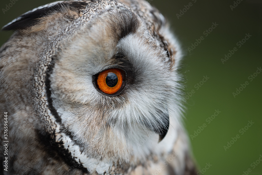Aufkleber a very close image of a long eared owl. the photograph shows just the eye, beak and part of the head