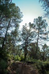 Obraz premium Pine trees overlooking the blue sky