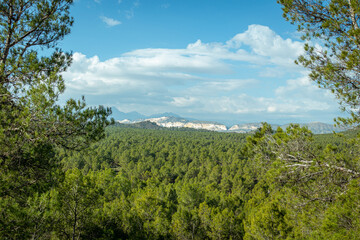 Fototapeta na wymiar Mediterranean pine forest landscape in the Murcia region. Spain