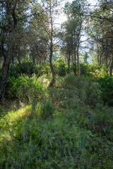 Fototapeta na wymiar Mediterranean pine forest in the Murcia region. Spain