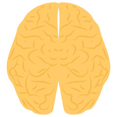 Human Brain 