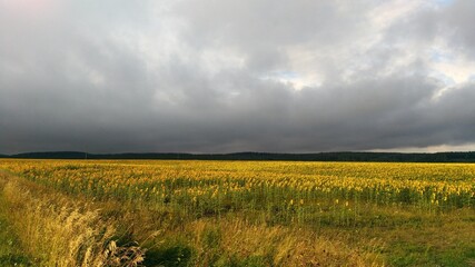 Fototapeta na wymiar sunflower field before a thunderstorm