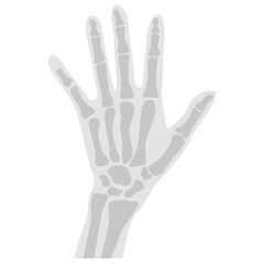 Fototapeta premium Hand X Ray