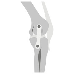Knee Joints