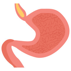 Stomach 