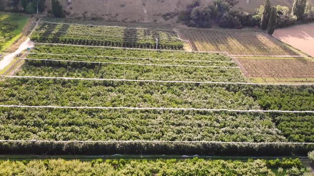 Roxburgh green cherry orchards aerial fly sideway shot on sunny day, Central Otago, New Zealand