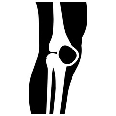 Knee Anatomy 