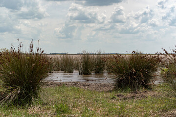 Grasslands in the lagoon and cloudy sky