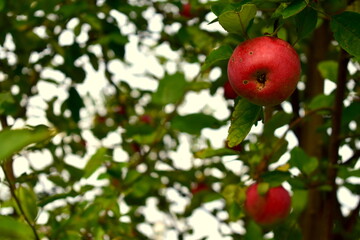 red apples on a tree