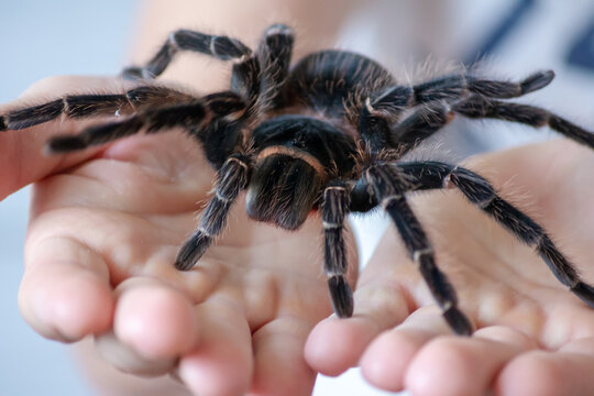 Big bird spider close-up in the hands. Tarantula Brachypelma Vagans. Soft focus.