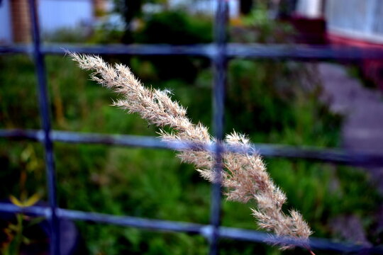 Calamagrostis arundinacea at a metal wire fence