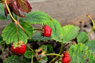 wild strawberry in the garden